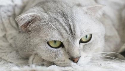 51爆料看着不声不响，实际上一下让整个讨论都变了味。